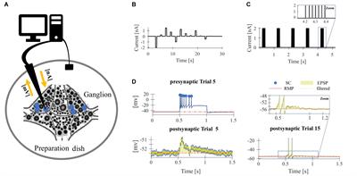 Non-synaptic Plasticity in Leech Touch Cells